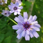 Blaue Rasselblume (Catananche caerulea)