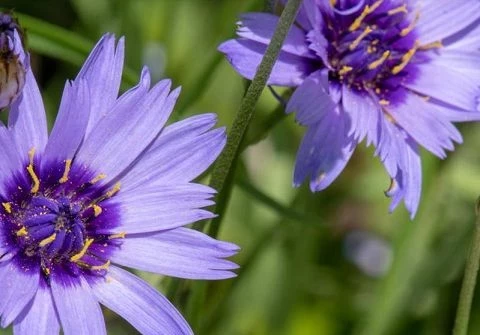 Blaue Rasselblume (Catananche caerulea)