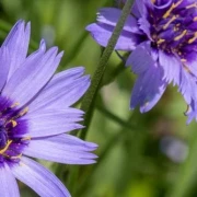 Blaue Rasselblume (Catananche caerulea)