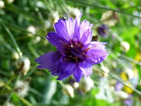 Blaue Rasselblume (Catananche caerulea)