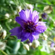 Blaue Rasselblume (Catananche caerulea)