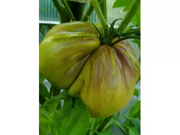 Blue Pear, Stabtomate