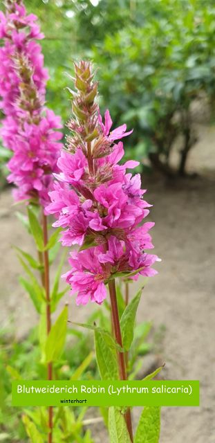 Blutweiderich Robin (Lythrum salicaria)