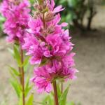 Blutweiderich Robin (Lythrum salicaria)