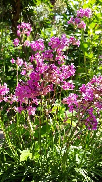 Blutweiderich Robin (Lythrum salicaria)