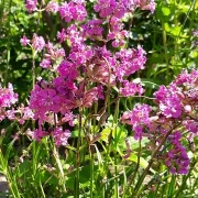 Blutweiderich Robin (Lythrum salicaria)