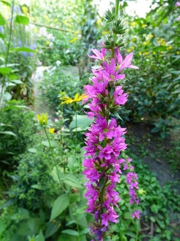Blutweiderich Robin (Lythrum salicaria)
