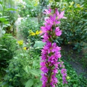 Blutweiderich Robin (Lythrum salicaria)