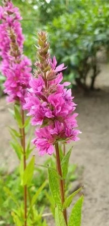 Blutweiderich Robin (Lythrum salicaria)