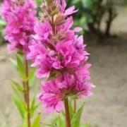 Blutweiderich Robin (Lythrum salicaria)