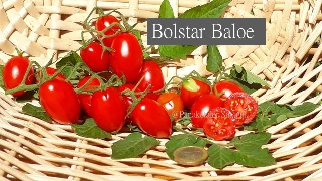 Bolstar Baloe