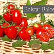 Bolstar Baloe