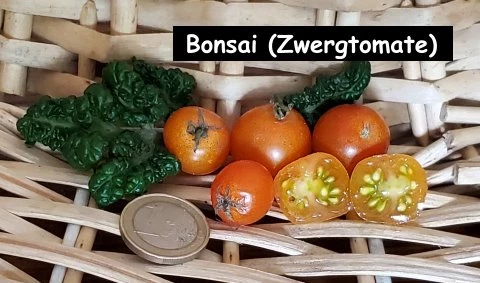 Bonsai (Zergtomate)