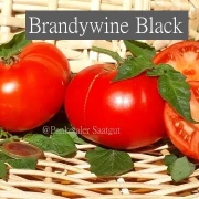 Brandywine Black