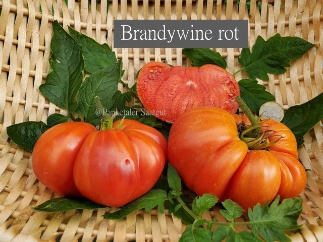 Brandywine rot