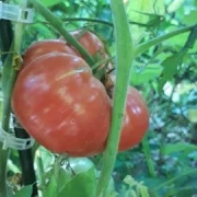 Brandywine rot