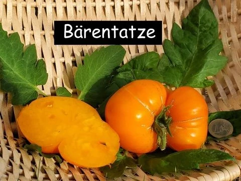 Bärentatze, gelb