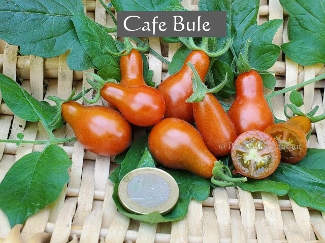Cafe Bule (Cherrytomate)