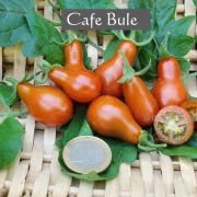 Cafe Bule (Cherrytomate)