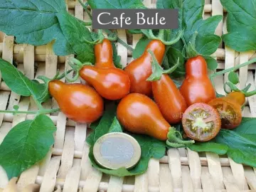 Cafe Bule (Cherrytomate)
