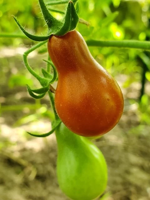 Cafe Bule (Cherrytomate)