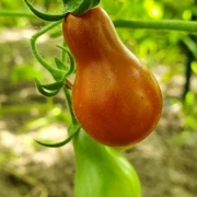 Cafe Bule (Cherrytomate)