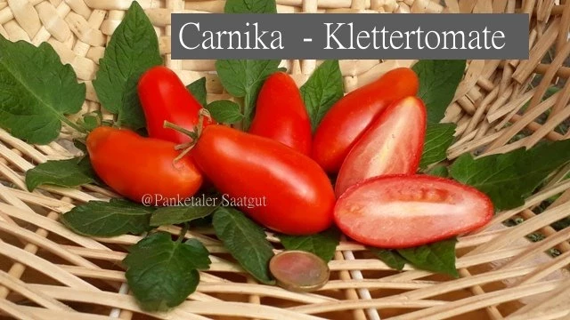 Carnica - Ranktomate