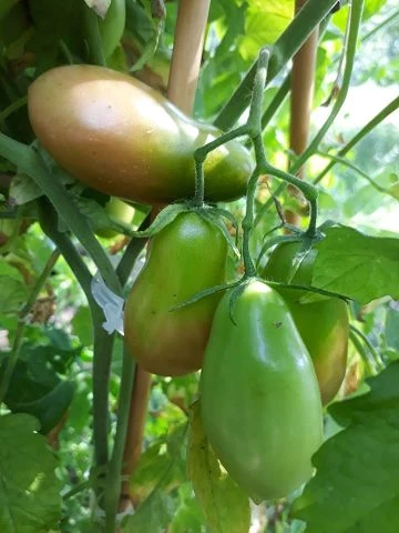 Carnica - Ranktomate