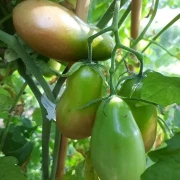 Carnica - Ranktomate
