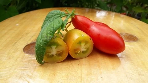 Carnica - Ranktomate