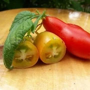 Carnica - Ranktomate