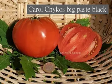 Carol Chykos big paste black