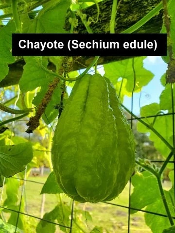 Chayote (Sechium edule)