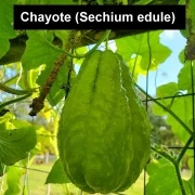 Chayote (Sechium edule)