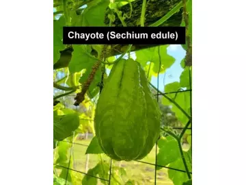 Chayote (Sechium edule)