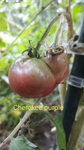Cherokee Purple