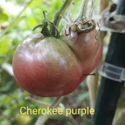 Cherokee Purple