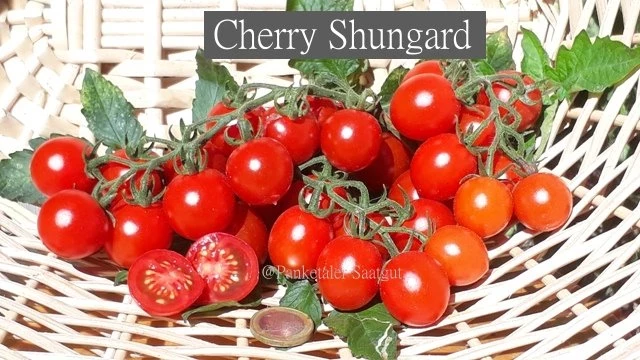 Cherry Shungard
