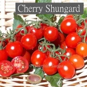 Cherry Shungard