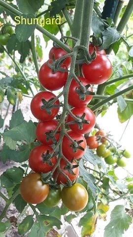 Cherry Shungard