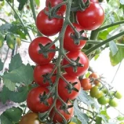 Cherry Shungard