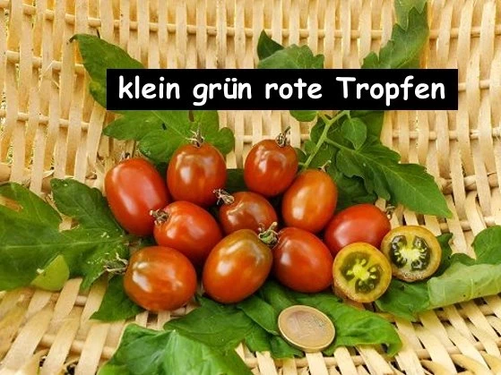 Cherrytomate  (klein, grüne, rote Tropfen)