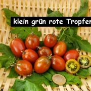 Cherrytomate  (klein, grüne, rote Tropfen)
