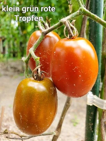 Cherrytomate  (klein, grüne, rote Tropfen)