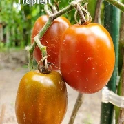 Cherrytomate  (klein, grüne, rote Tropfen)
