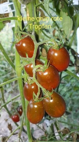 Cherrytomate  (klein, grüne, rote Tropfen)