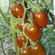 Cherrytomate  (klein, grüne, rote Tropfen)