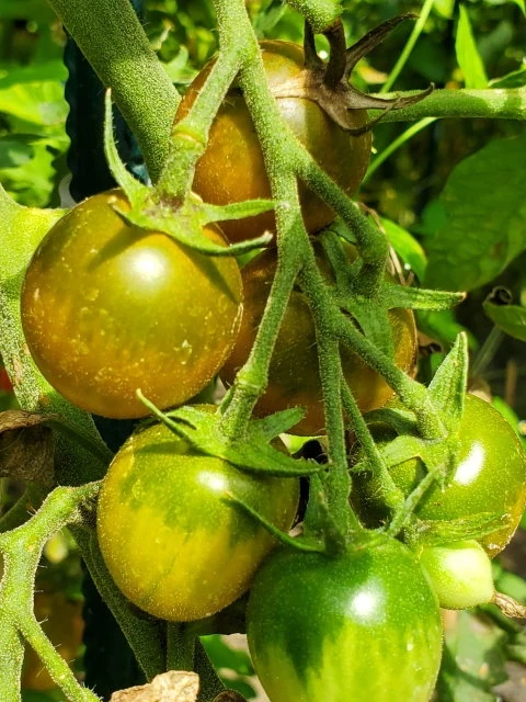 Green Grape1 (Cherrytomate)