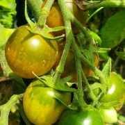 Green Grape1 (Cherrytomate)