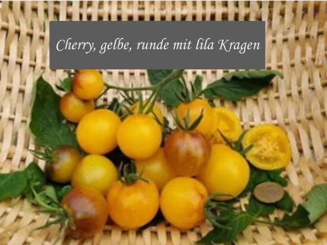 Cherrytomate (gelbe runde mit lila Kragen)